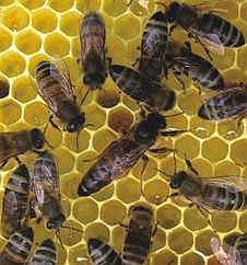 Matka pszczół Elgon